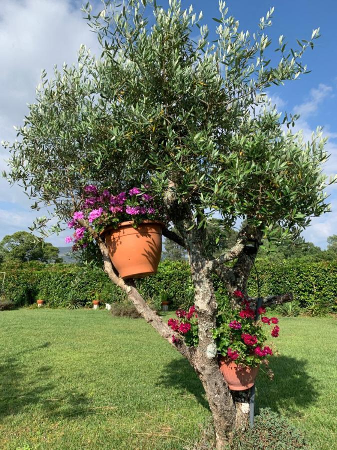Quinta Do Pinheiral Villa Favões Kültér fotó